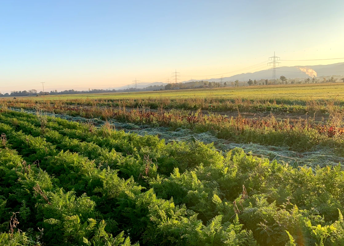 Karottenfeld im morgendlichen Reif Weitläufiges Möhrenfeld im goldenen Licht des Sonnenaufgangs, mit Raureif auf dem grünen Karottenkraut.