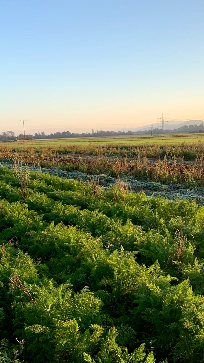 Karottenfeld in der Herbstsonne Ein Feld mit leuchtend grünem Karottengrün im warmen Licht der Morgensonne im Herbst, mit Raureif auf dem Ackerboden und einer Hügellandschaft am Horizont.