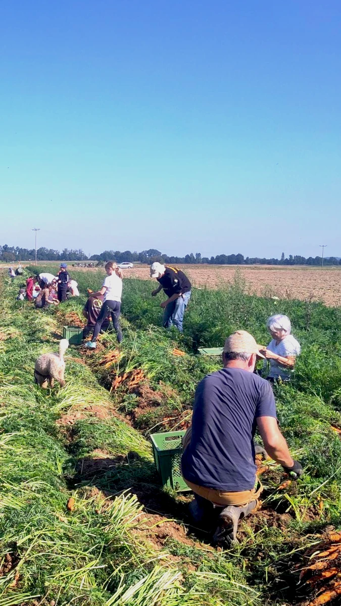 Gemeinsame Karottenernte auf dem Solawi-Feld Eine Gruppe von Solawi-Mitgliedern, Erwachsene und Kinder, erntet gemeinsam von Hand frische Karotten auf einem sonnigen Acker.