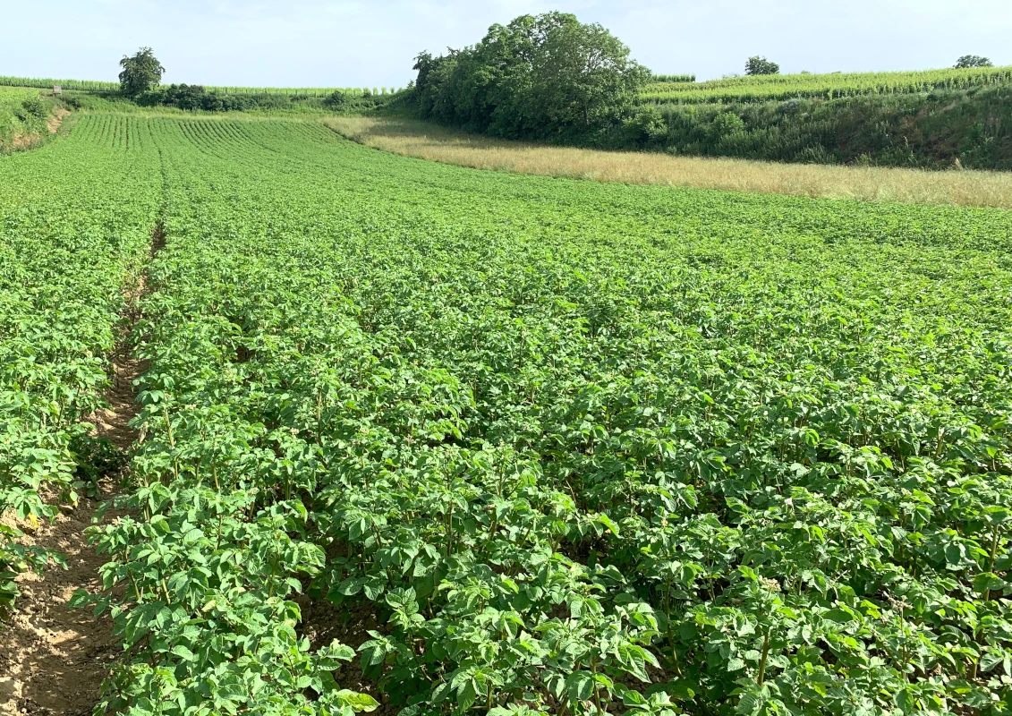 Kartoffelfeld im Sommeranbau Ein weites Feld mit grünen, wachsenden Kartoffelpflanzen in ordentlichen Reihen unter einem hellen Himmel.