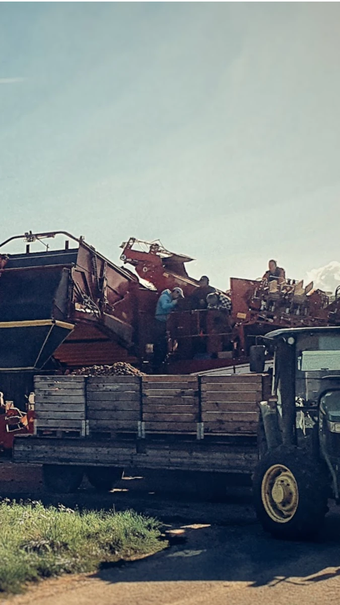Landwirte bei der Kartoffelernte mit einem großen, roten Kartoffelroder, der die Knollen auf einen Anhänger mit Holzkisten verlädt.