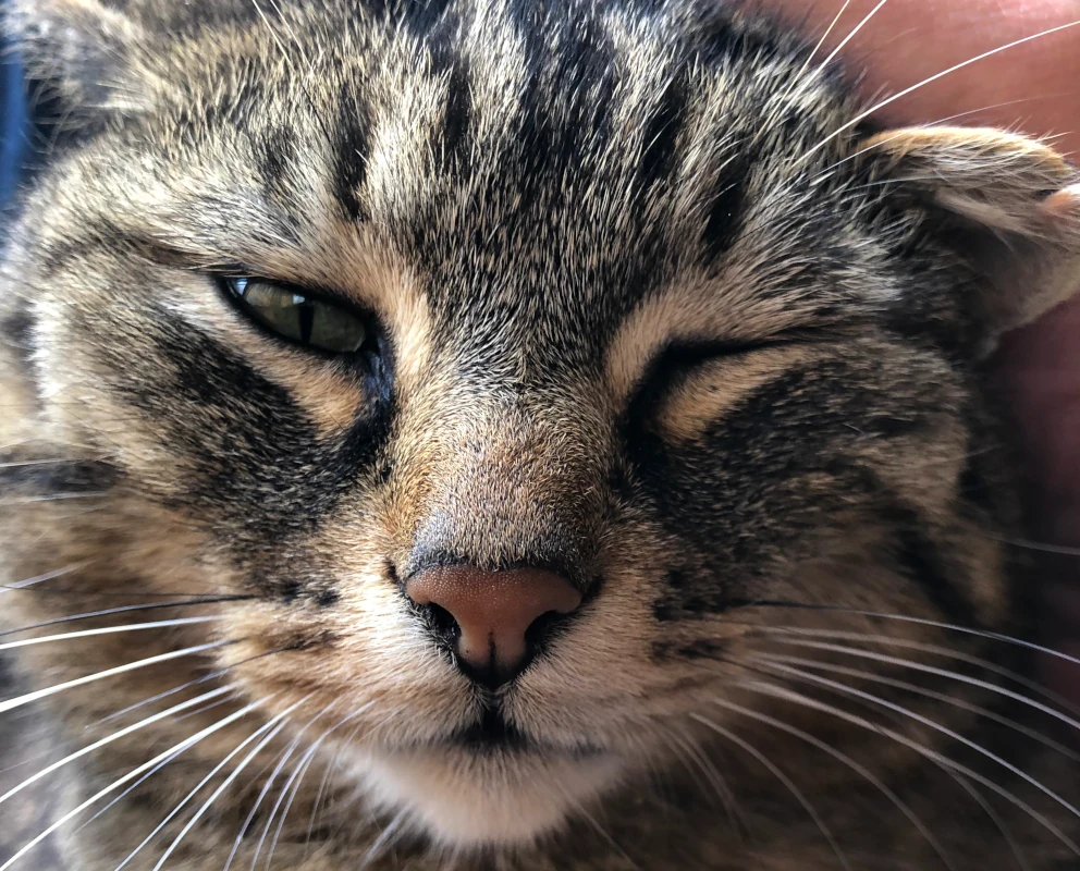 Getigerte Katze zwinkert Nahaufnahme einer getigerten Katze, die zufrieden ein Auge zukneift und in die Kamera schaut.