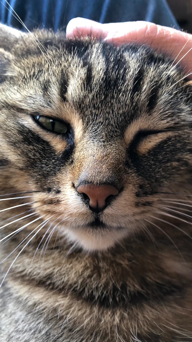 Getigerte Katze genießt Streicheleinheit Nahaufnahme einer getigerten Katze, die sichtlich zufrieden die Augen schließt, während eine menschliche Hand sanft ihren Kopf streichelt.