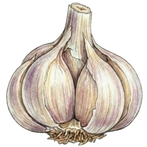 Knoblauch