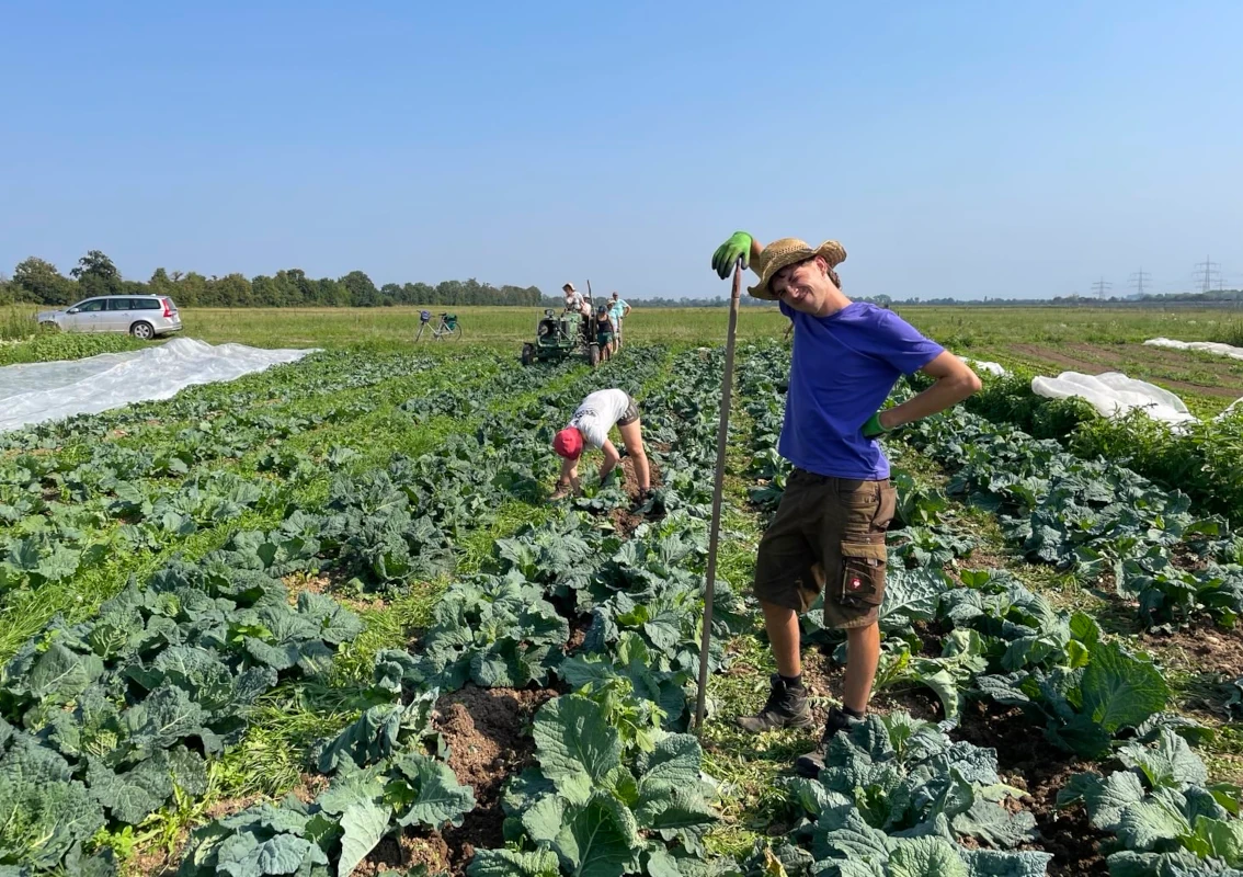 Gemeinschaftliche Feldarbeit in der Solawi bei Sonnenschein Ein junger Gärtner mit Strohhut lehnt auf seiner Hacke und lächelt in die Kamera, während im Hintergrund weitere Mitglieder einer Solawi auf einem großen Kohlfeld arbeiten.