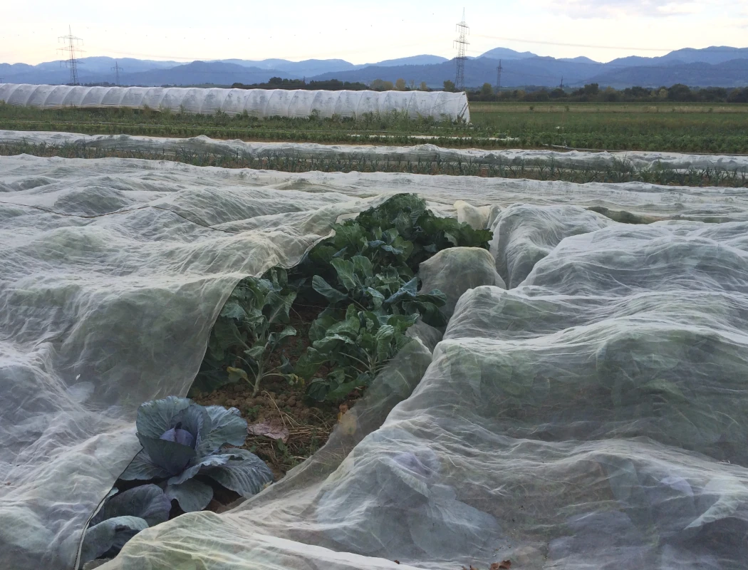 Kulturschutznetz über Kohlbeeten auf dem Acker Gemüsefeld mit Kohlpflanzen, die zum Schutz mit einem weißen Vlies abgedeckt sind. Im Vordergrund ist Rotkohl zu sehen, im Hintergrund Berge.
