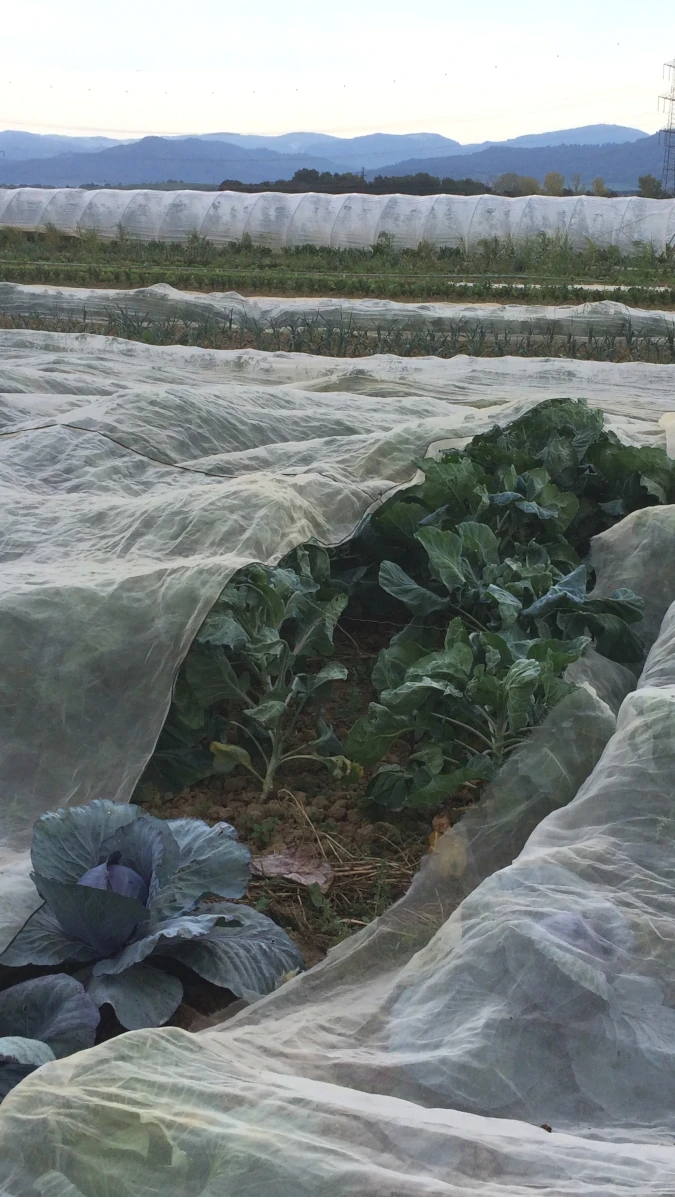 Kohlbeet unter Netz vor Schwarzwald Ein Team von Landwirten erntet bei starkem Schneefall von Hand Wintergemüse auf einem Acker und legt es in grüne Kisten.