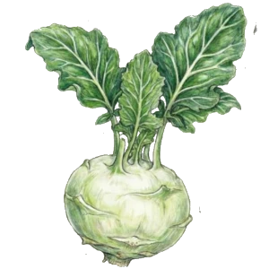 Kohlrabi