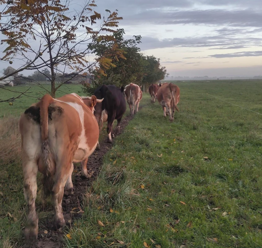 Kühe auf dem Heimweg bei Sonnenuntergang Eine Herde Kühe geht in der Dämmerung in einer Reihe auf einem Trampelpfad entlang einer grünen Wiese.