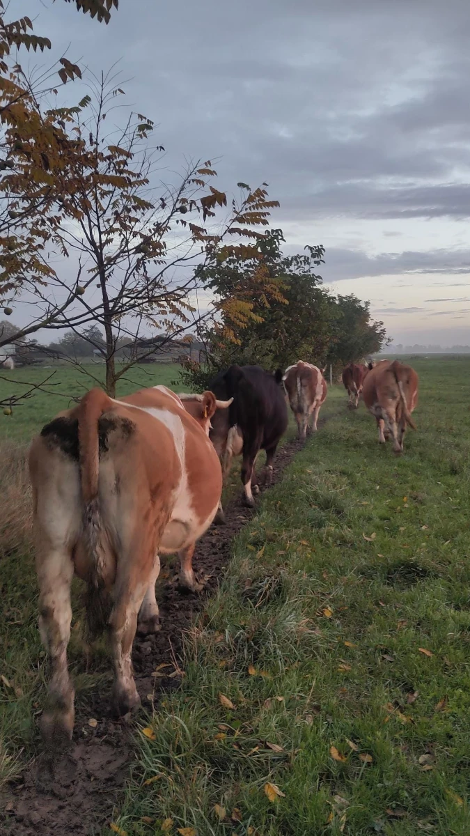 Kuhherde auf dem Weg über die Herbstweide Eine Herde von Kühen geht bei Dämmerung in einer Reihe über einen matschigen Pfad auf einer herbstlichen Weide.