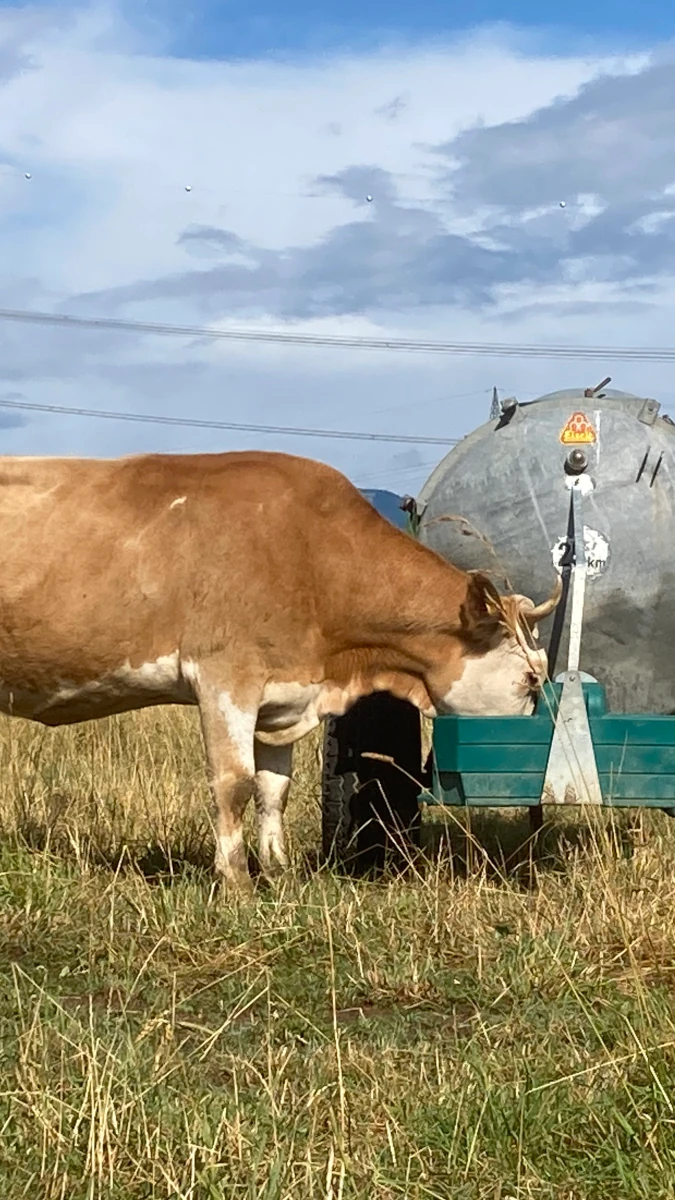 Kuh an mobiler Wassertränke auf der Weide Eine braun-weiße Kuh mit Hörnern trinkt Wasser aus einer mobilen Tränke auf einer Weide.