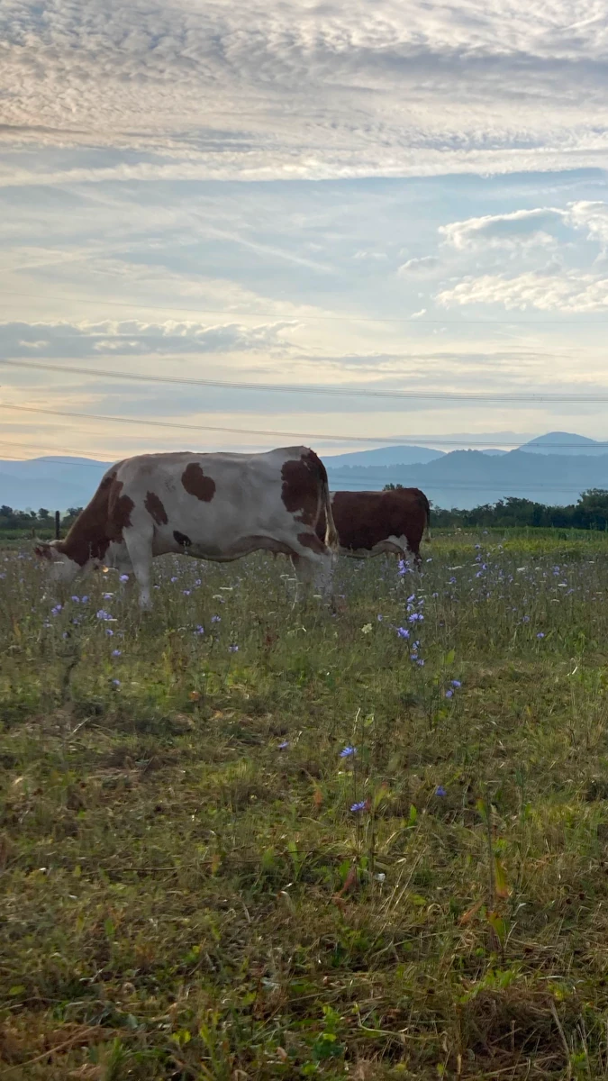 Kuh auf blühender Weide bei Sonnenaufgang Eine braun-weiß gefleckte Kuh grast auf einer blühenden Wiese im Morgenlicht, mit Bergen im Hintergrund.