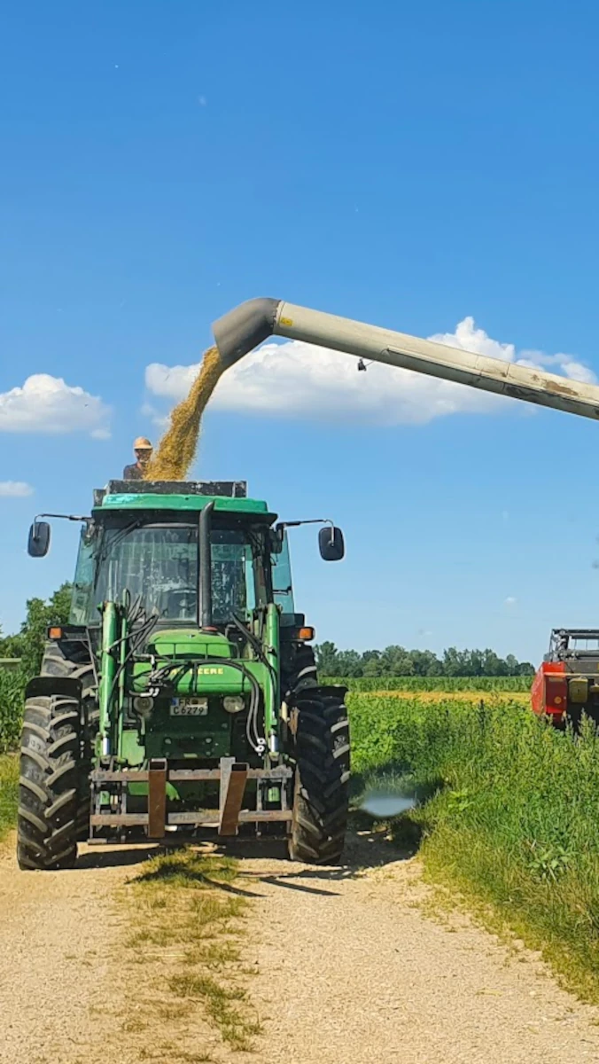 Getreideernte mit Traktor und Mähdrescher Ein Mähdrescher verlädt geerntetes Getreide in einen Anhänger, der von einem grünen Traktor auf einem Feldweg gezogen wird.