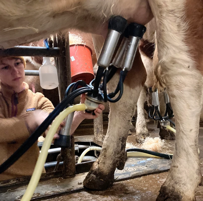 Anlegen der Melkmaschine im Kuhstall Eine Person im Stall legt einer Kuh ein Melkgeschirr am Euter an, um sie maschinell zu melken.