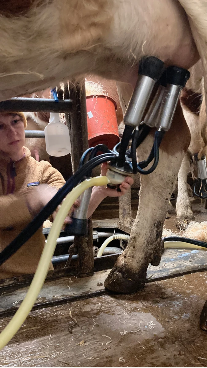 Bäuerin beim Ansetzen der Melkmaschine an eine Kuh Eine Bäuerin setzt im Stall ein Melkgeschirr am Euter einer Kuh an, um sie maschinell zu melken. Nahaufnahme der Melktechnik und der Kuh.