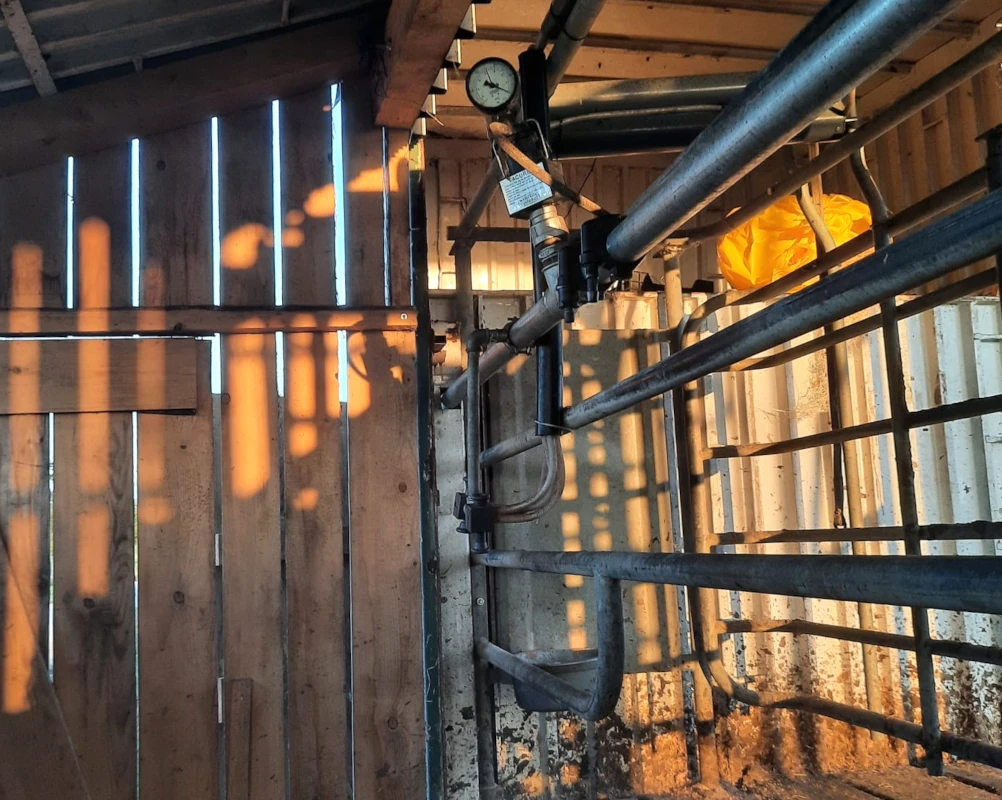 Melkstand im warmen Morgenlicht Morgensonne scheint durch die Holzlatten eines Kuhstalls und wirft lange Schatten auf die Rohre und Gatter einer Melkanlage.