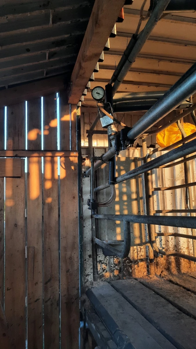 Melkstand im Stall in der Abendsonne Ein Melkstand in einem Stall im warmen Abendlicht, das durch die Holzbretter einer Wand scheint und lange Schatten wirft.