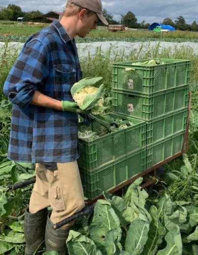 Ein Mitarbeiter einer Solawi bei der Blumenkohl-Ernte auf dem Feld, legt einen frischen Kohlkopf in eine grüne Kiste.