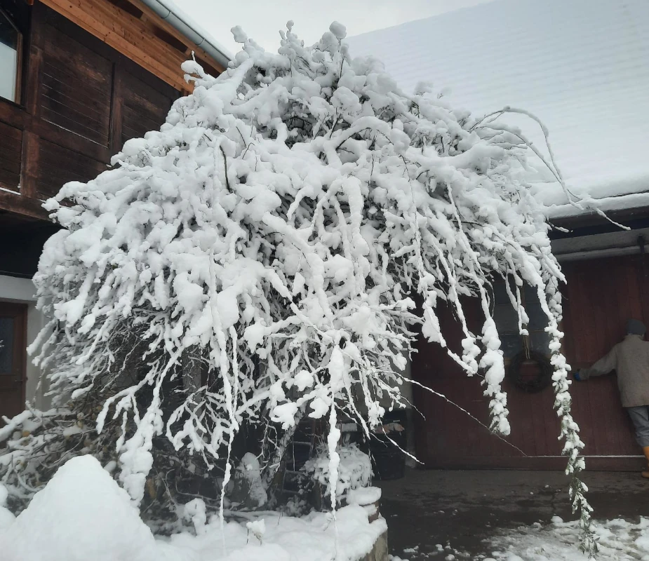 Schneebedeckter Strauch im Winter auf dem Hof Stark schneebedeckter Strauch vor einem Holzgebäude auf einem Hof im Winter.
