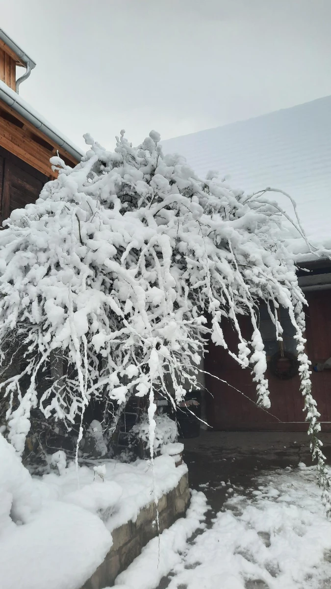 Schwerer Schnee auf einem Strauch im Winter Ein großer, schneebedeckter Strauch neben einem Holzgebäude an einem kalten Wintertag auf dem Hof.