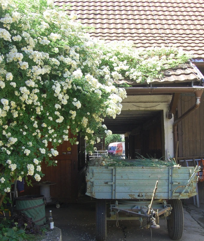 Idyllische Hofszene mit einem üppig blühenden weißen Rosenstrauch an einer Scheune und einem alten Anhänger, beladen mit frischen Lauchzwiebeln.