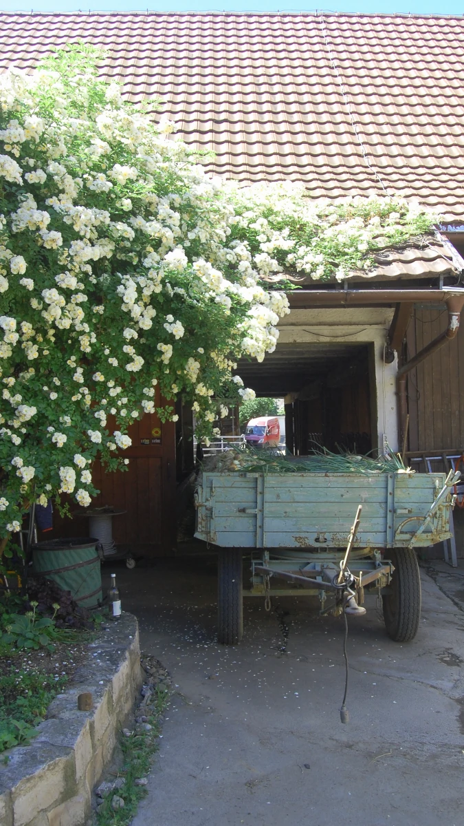 Hof-Idylle mit Rosenbusch und Ernte-Anhänger Idyllische Hofszene mit einem üppig blühenden weißen Rosenbusch und einem alten Traktoranhänger, beladen mit frischen Zwiebeln, vor einer Scheune.