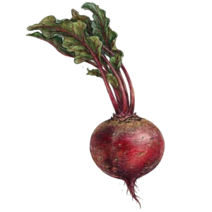 Rote Beete
