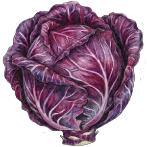 Rotkohl