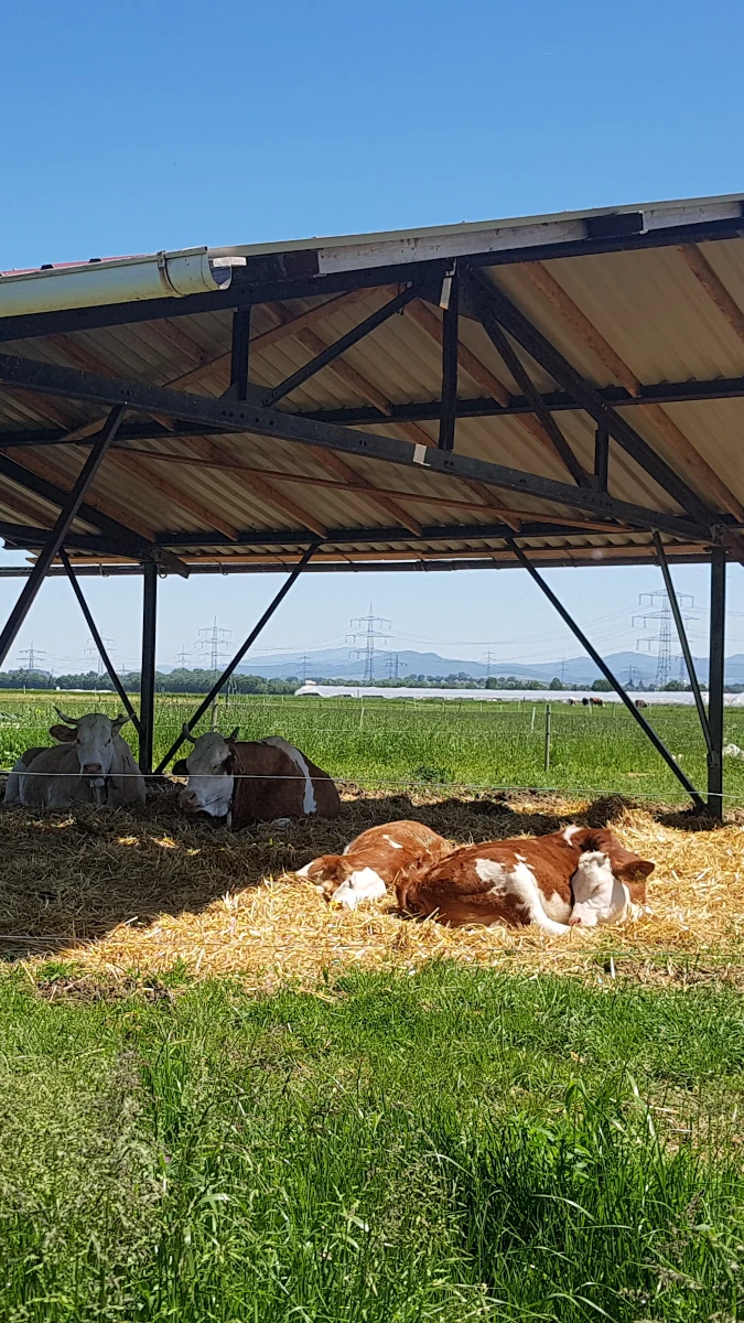 Kühe und Kälber im Schatten auf der Weide Eine Gruppe Kühe und Kälber ruht im Schatten eines Unterstands auf einer mit Stroh bedeckten Weide an einem sonnigen Tag.
