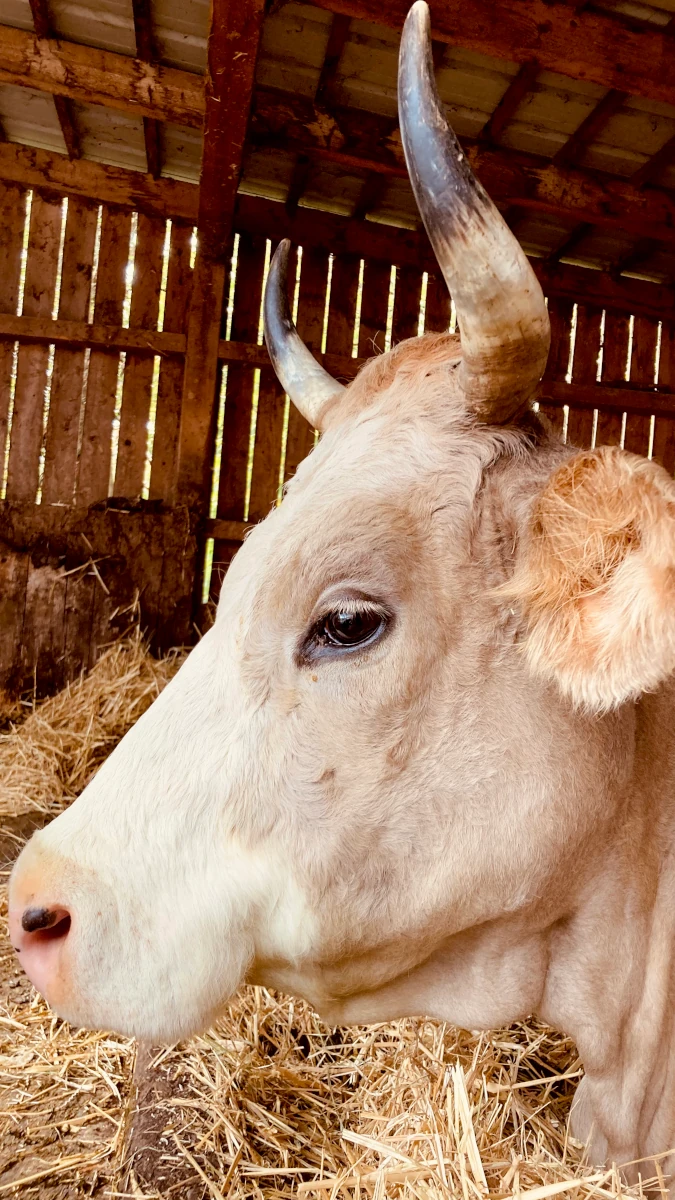 Hellbraune Kuh mit Hörnern im Stall Nahaufnahme einer hellbraunen Kuh mit Hörnern im Profil, die in einem sonnendurchfluteten Stall auf Stroh steht.