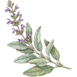 Salbei