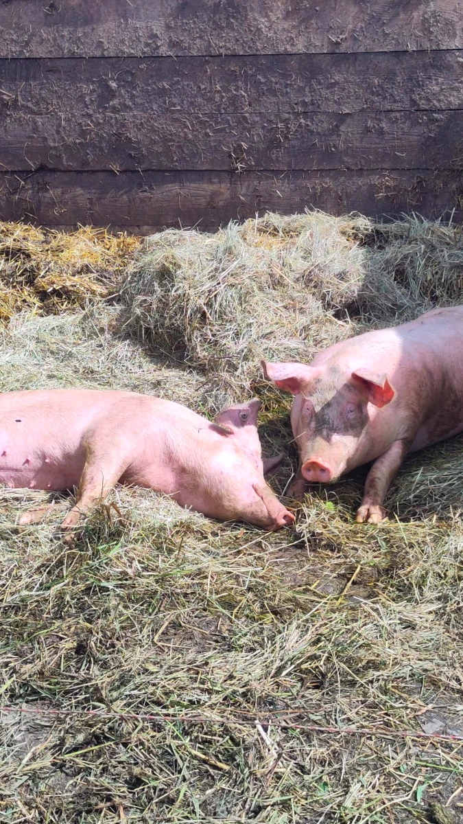 Zwei Schweine im Stroh auf dem Hof Zwei glückliche rosa Schweine ruhen sich im sonnigen Stroh in ihrem Stall auf einem Bauernhof aus.