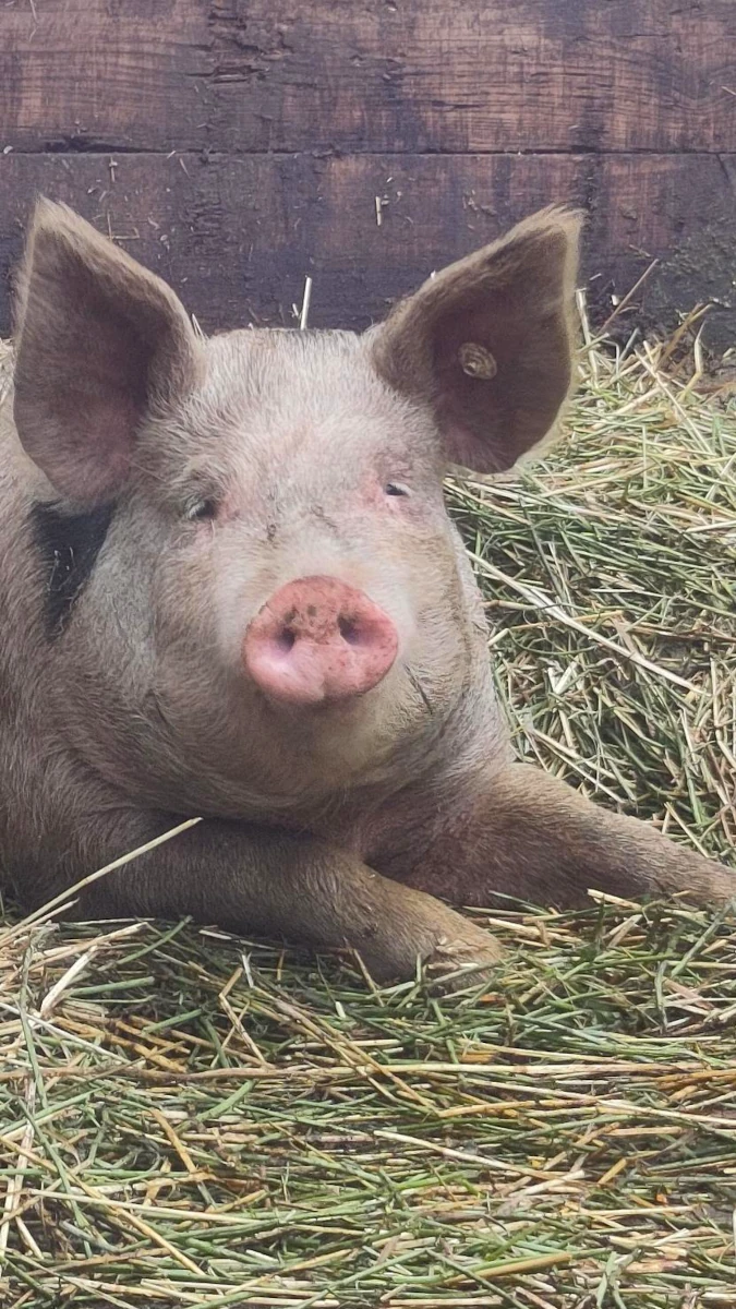Portrait eines glücklichen Schweins im Stall Ein entspanntes, hellbraunes Schwein liegt im Heu und blickt neugierig in die Kamera, im Hintergrund eine Holzwand eines Stalls.