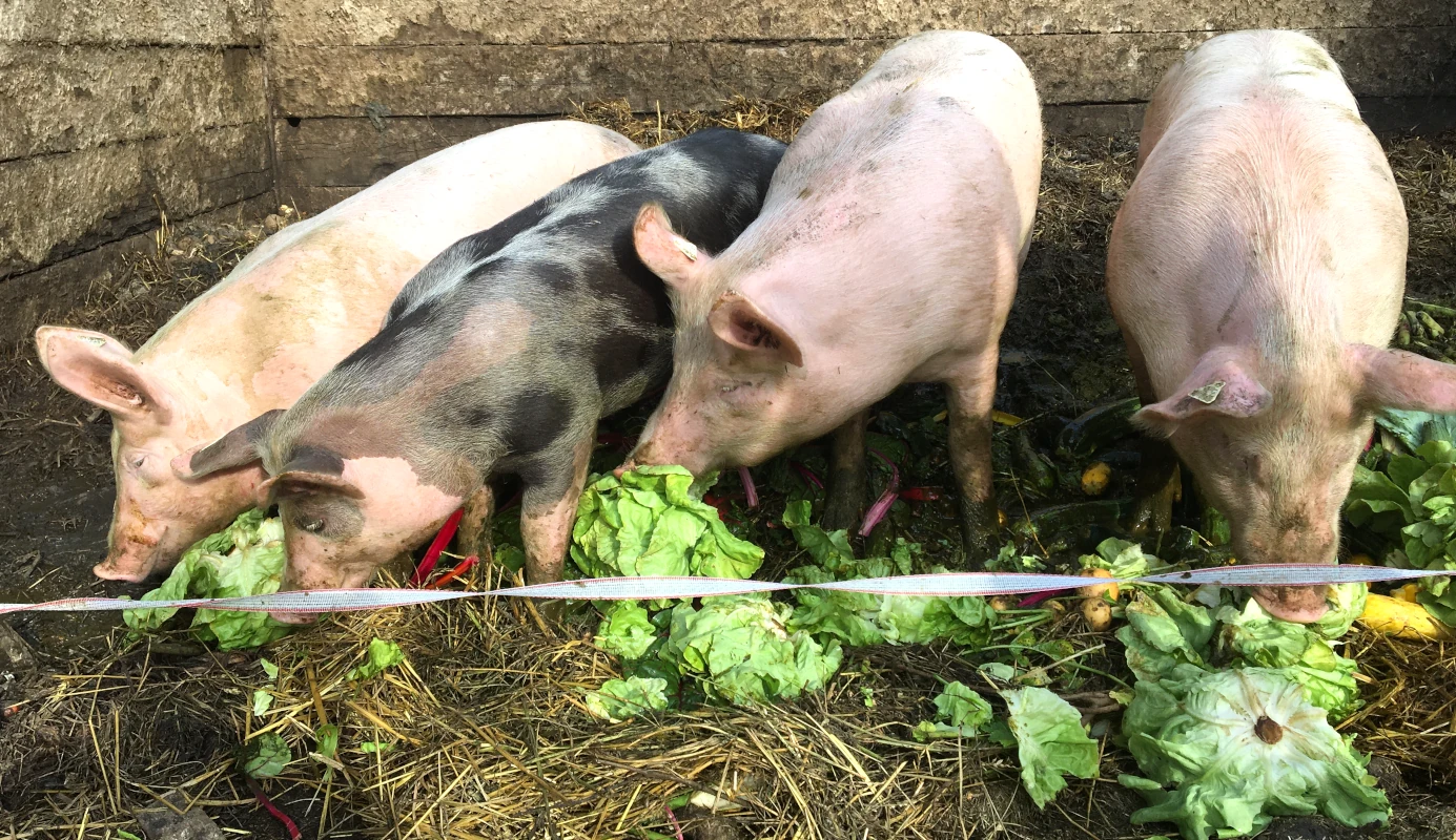 Schweine fressen frisches Gemüse auf dem Bauernhof Vier Schweine, darunter ein schwarz geflecktes, fressen gierig frischen Salat und Gemüseabfälle in einem Stall mit Stroh.