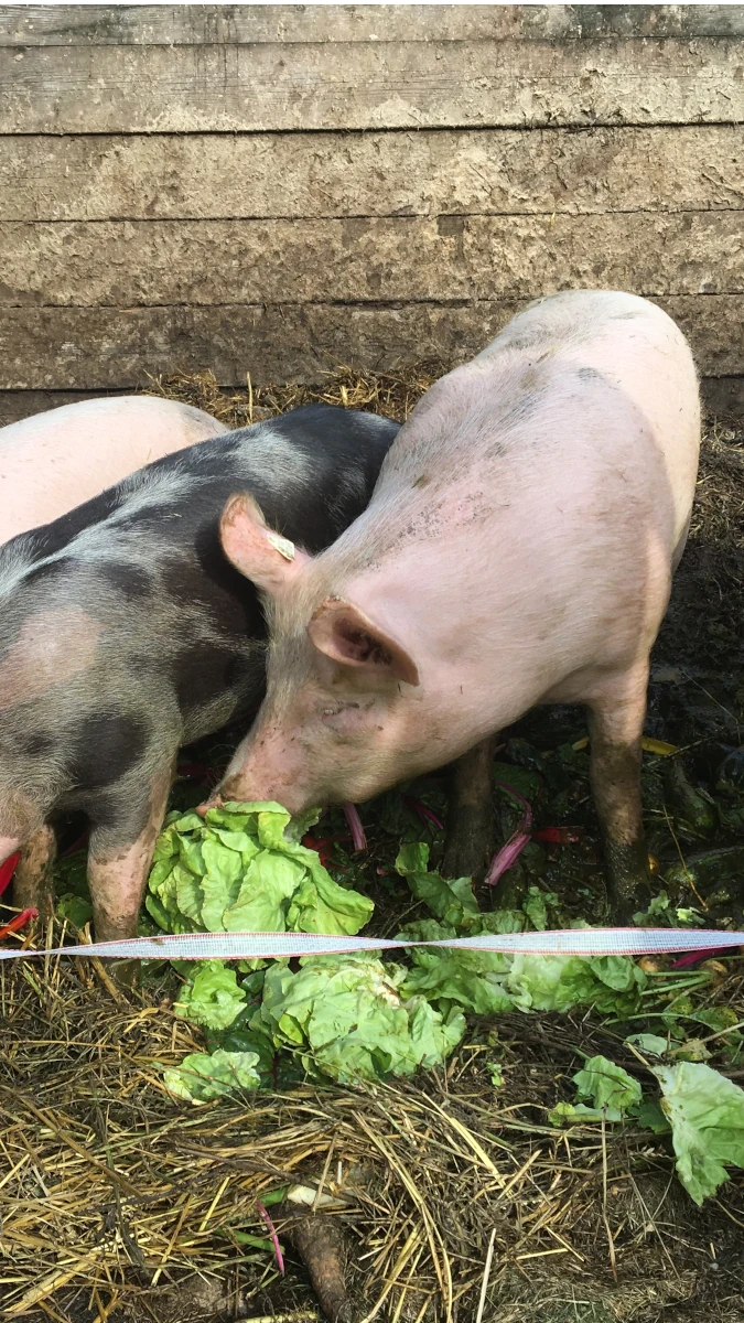 Schweine fressen frisches Gemüse im Stall Drei Schweine, ein rosafarbenes und zwei gefleckte, fressen frische Salatblätter in einem schlammigen Stall mit Stroh.