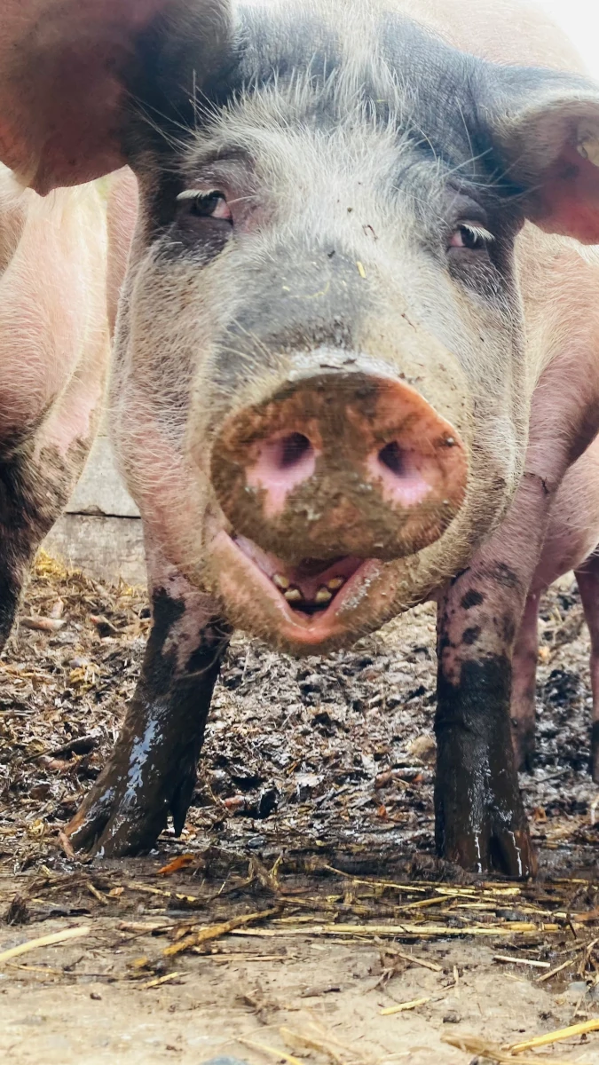 Nahaufnahme eines neugierigen Hofschweins Neugieriges Schwein mit schlammiger Schnauze blickt aus nächster Nähe direkt in die Kamera auf einem Bauernhof.