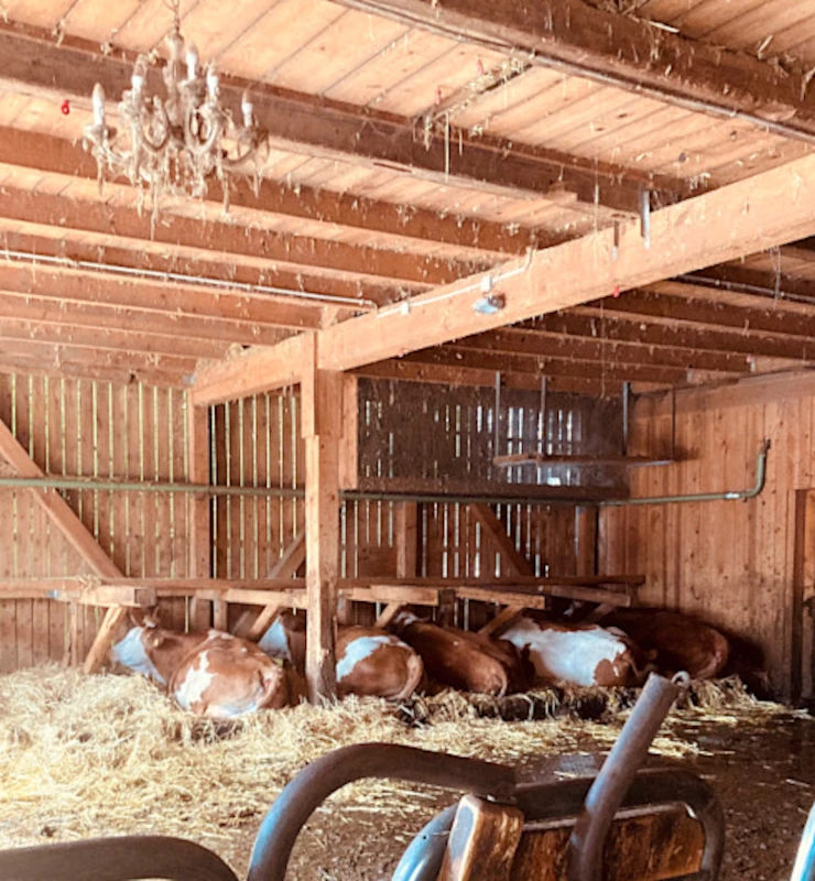Kühe im Stall mit Kronleuchter Kühe ruhen im Stroh in einem rustikalen Holzstall, von dessen Decke ein überraschender Kronleuchter hängt.