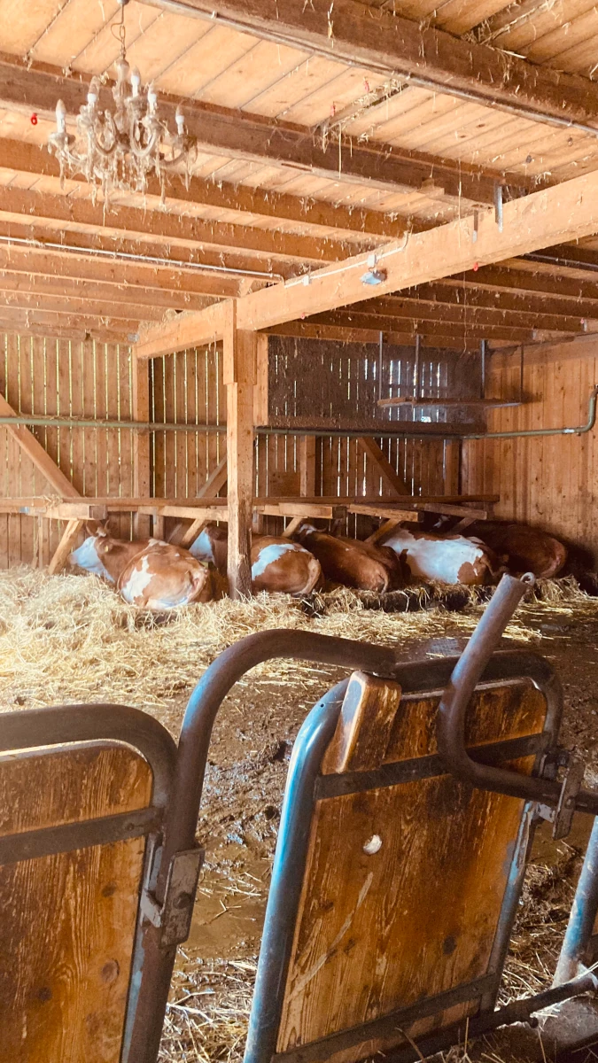 Stall Liegeboxen Eine Gruppe von Kühen liegt und steht in einem Stall mit Stroh, getrennt durch Metallgatter, mit Blick nach draußen durch eine offene Tür.