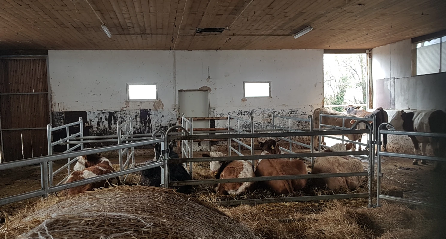 Kühe im Stall auf dem Solawi-Hof Blick in einen rustikalen Kuhstall einer Solidarischen Landwirtschaft, in dem Kühe und Kälber auf Stroh in ihren Boxen liegen und stehen.