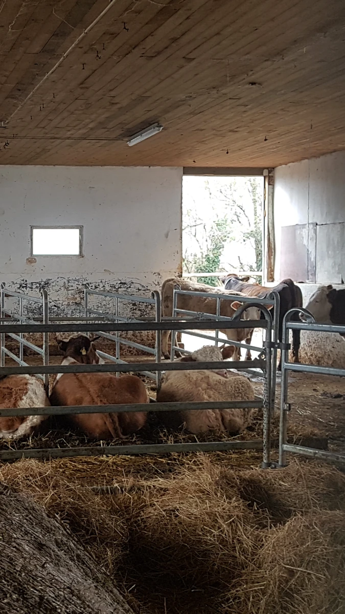 Rinder im Stall einer Solidarischen Landwirtschaft Eine Gruppe von Kühen liegt und steht in einem Stall mit Stroh, getrennt durch Metallgatter, mit Blick nach draußen durch eine offene Tür.