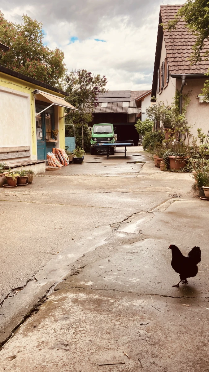 Schwarzes Huhn auf dem Solawi-Hof Ein schwarzes Huhn spaziert über einen betonierten Hofplatz einer Solidarischen Landwirtschaft, im Hintergrund Gebäude und ein grünes Elektrofahrzeug.