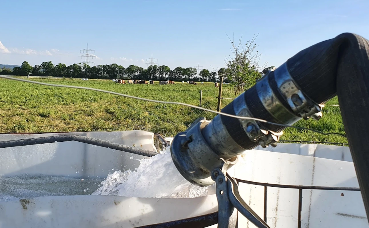 Wassertränken füllen Zwei neugierige, schlammige Schweine blicken aus nächster Nähe in die Kamera, aufgenommen aus einer tiefen Perspektive in ihrem Stall.