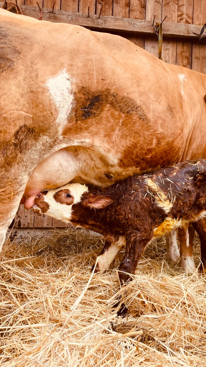 Neugeborenes Kalb trinkt bei Mutterkuh im Stall Neugeborenes, nasses Kalb mit braun-weißem Fell trinkt zum ersten Mal Milch vom Euter seiner Mutterkuh in einem Stall mit Stroh.