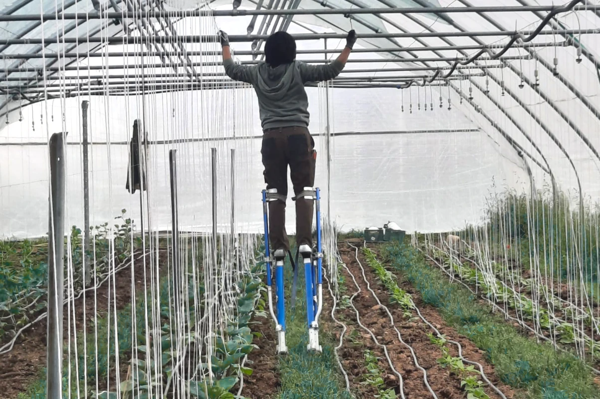 Arbeit auf Stelzen im Gewächshaus Gärtner arbeitet auf Stelzen in einem Gewächshaus und befestigt Rankhilfen für junge Gemüsepflanzen in langen Reihen.