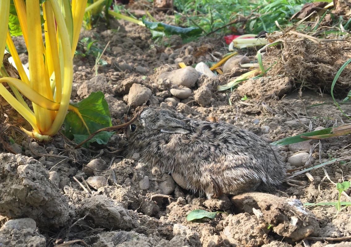 Junger Feldhase im Mangold-Beet Ein junger Feldhase kauert getarnt im Ackerboden neben einer gelbstieligen Mangoldpflanze auf einem Gemüsefeld.
