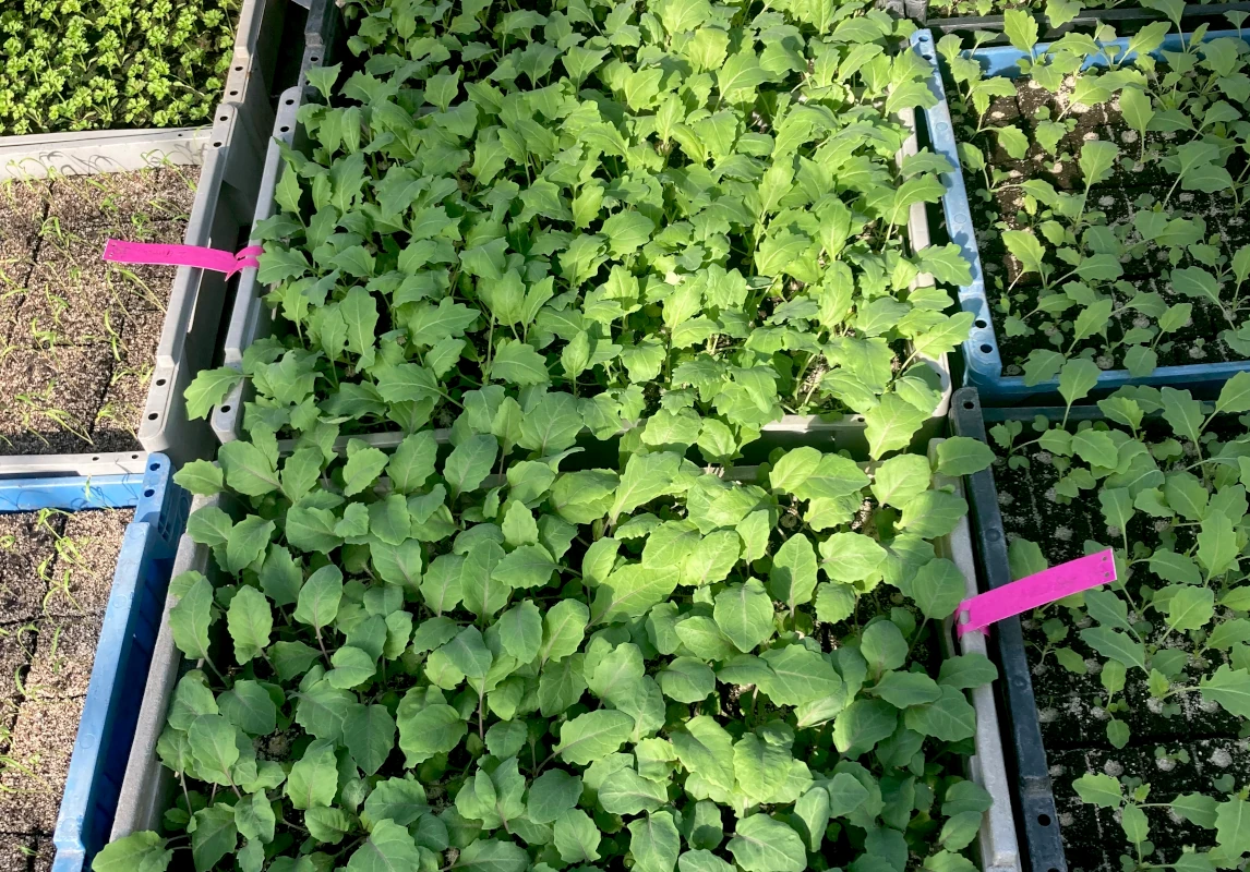 jungpflanzen bei Piluweri