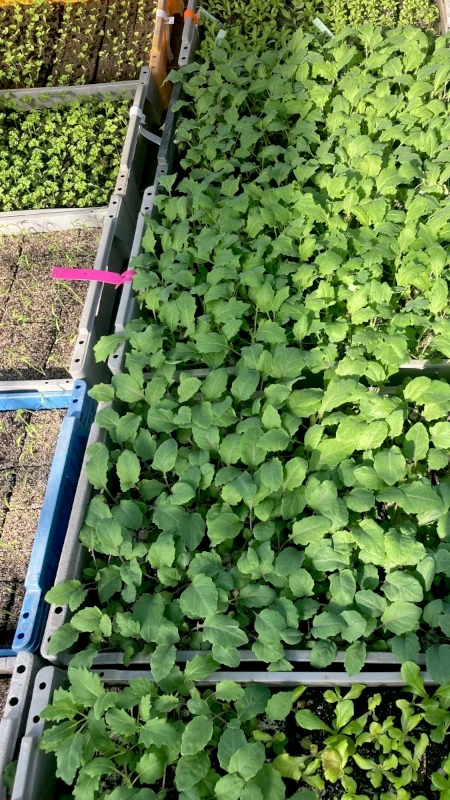 Jungpflanzen Anzucht Gemüsebau Junge Gemüsepflanzen, vermutlich Kohlrabi, wachsen dicht an dicht in grauen Anzuchtkästen in einem Gewächshaus.