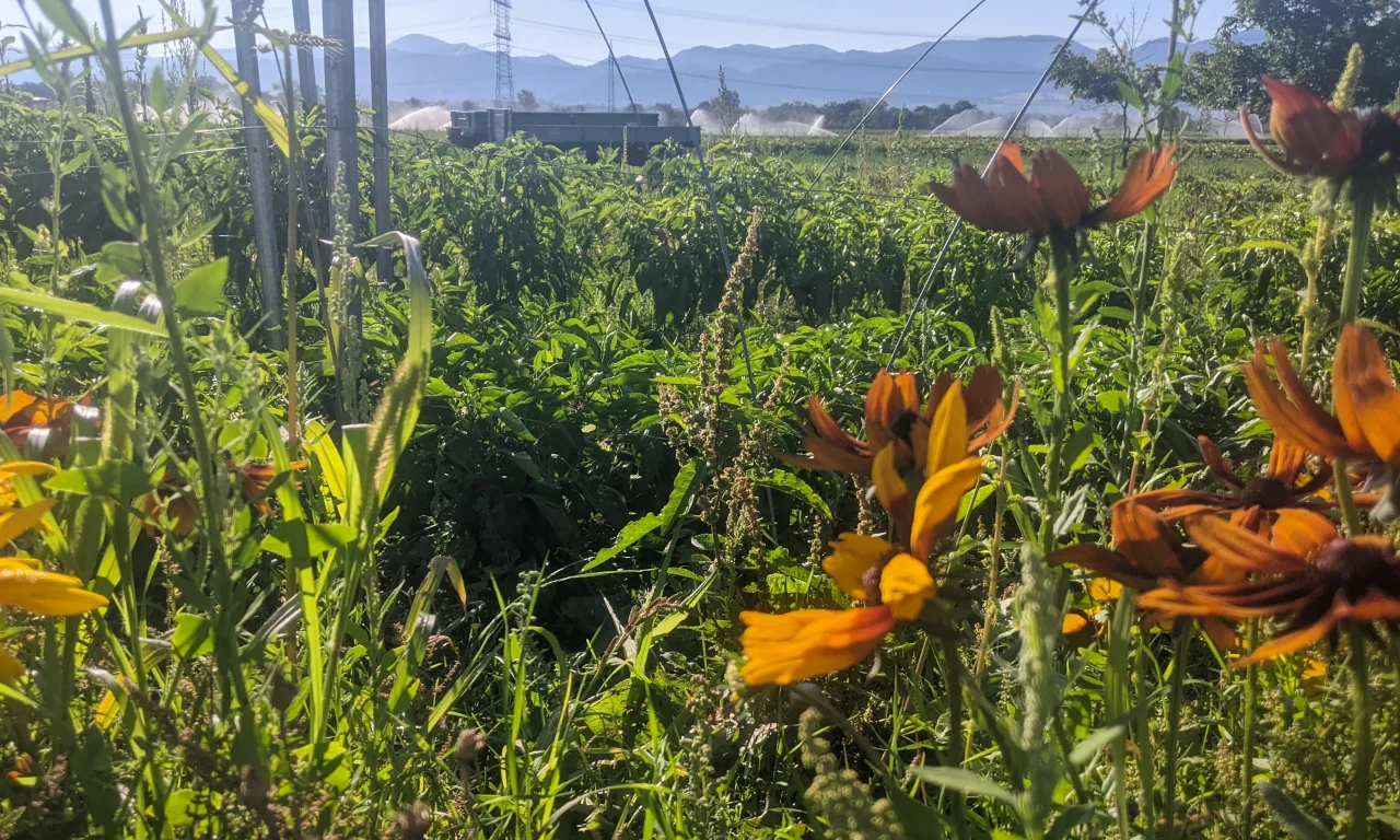 Luzernenhof Solawi Gemüsefeld mit Blühstreifen und Schutznetzen Übersicht über den Acker der Solawi Luzernenhof: Ein bunter Wildblumen-Streifen im Vordergrund, dahinter Gemüsebeete unter grünen Kulturschutznetzen und eine Baumreihe im Hintergrund