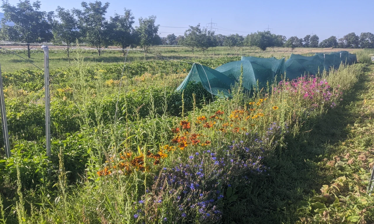 Luzernenhof Solawi Blühstreifen und Gemüsefeld Bunter Blühstreifen mit Wildblumen am Feldrand der Solawi Luzernenhof, dahinter Gemüsebeete unter grünen Schutznetzen