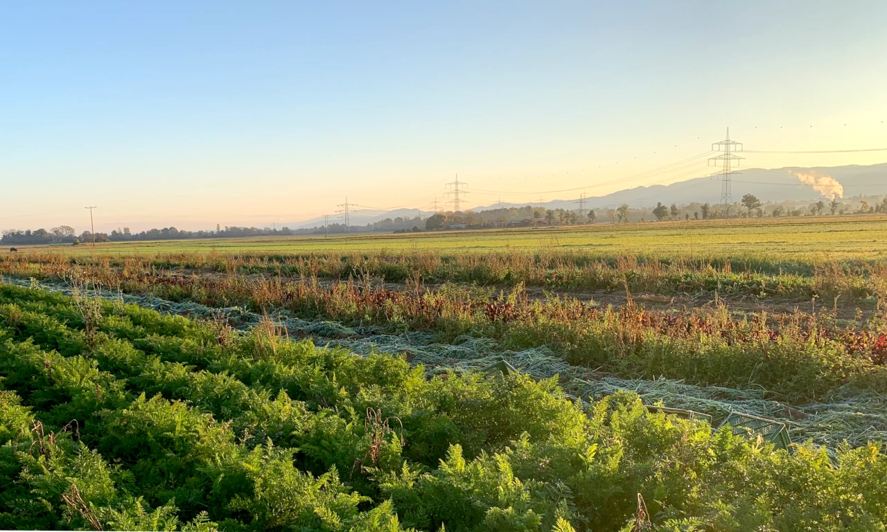 Luzernenhof Solawi Karottenfeld im Morgenlicht Lange Reihen von Karottenbeeten auf dem Feld der Solawi Luzernenhof, beleuchtet vom goldenen Morgenlicht, mit Blick in die Weite des Rheintals und auf die Berge
